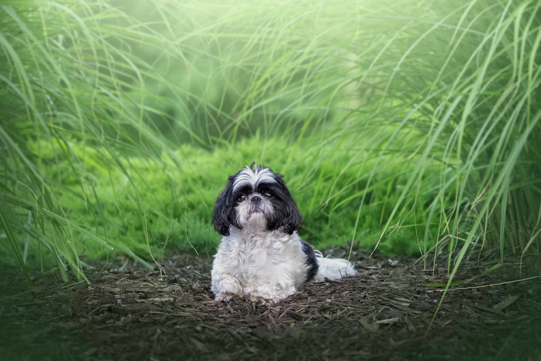 Shih Tzu Dog Breed