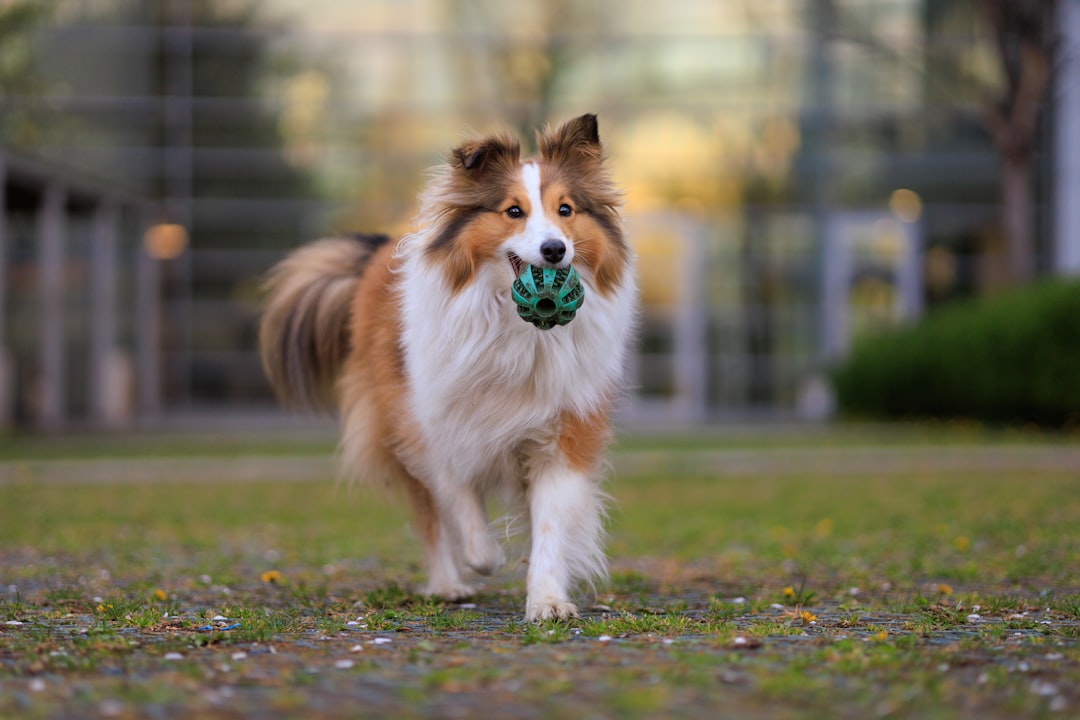 Shetland Sheepdog