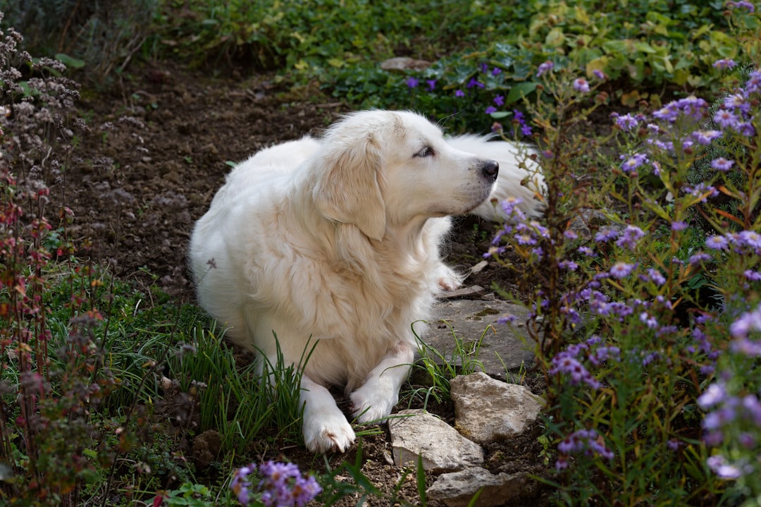 Great Pyrenees Dog In A Family Setting