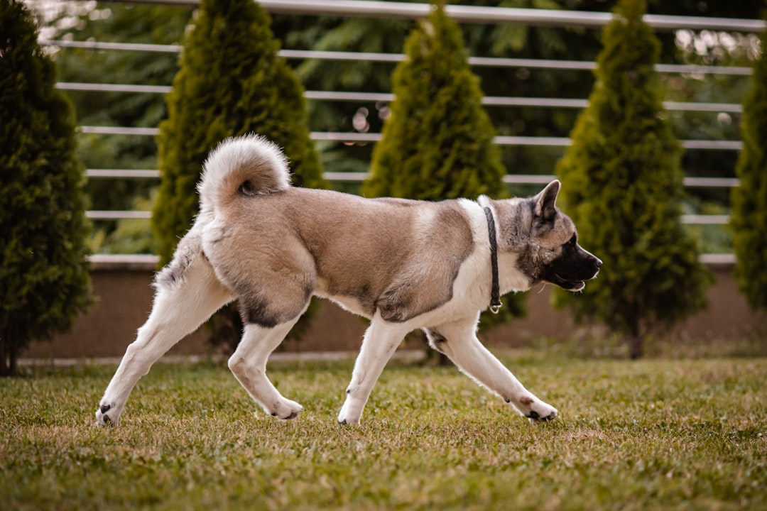 Akita Dog Breed