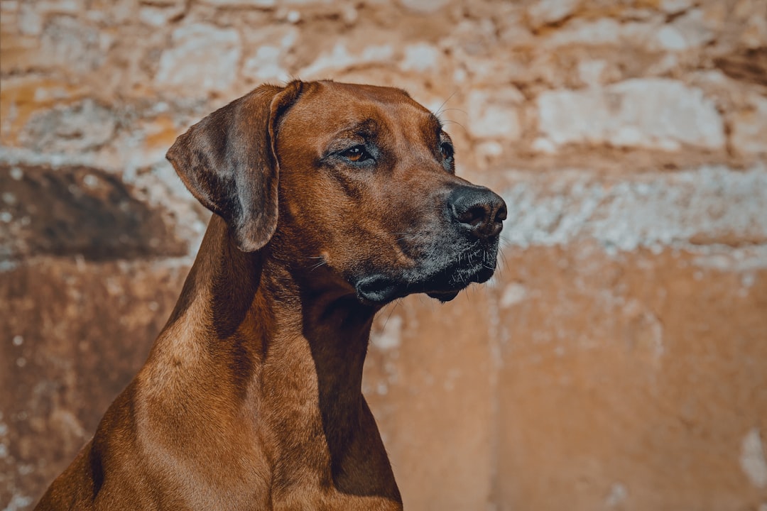 Rhodesian Ridgeback