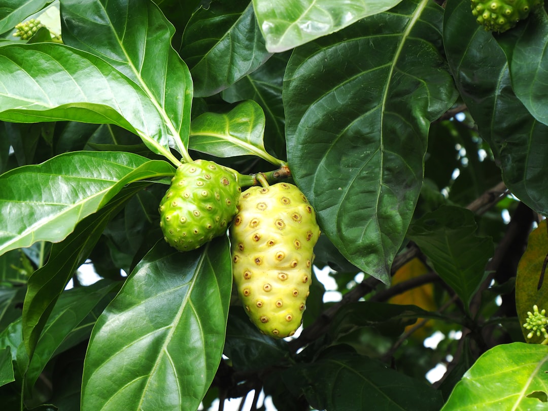 Graviola Fruit On A Tropical Background