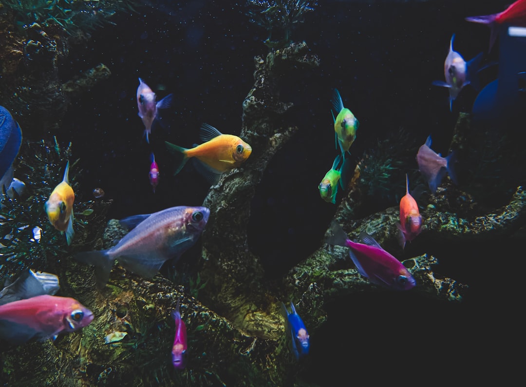 Platy Fish In A Colorful Aquarium Setting