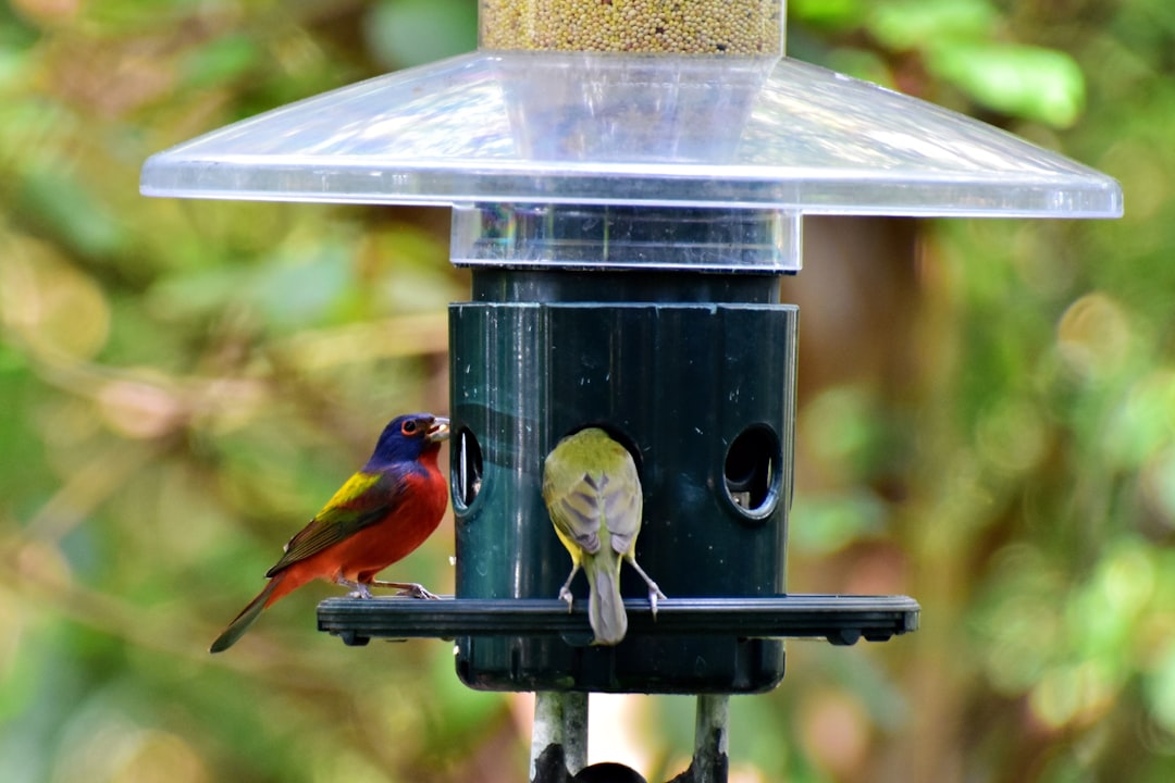 Suet Feeder With Colorful Birds