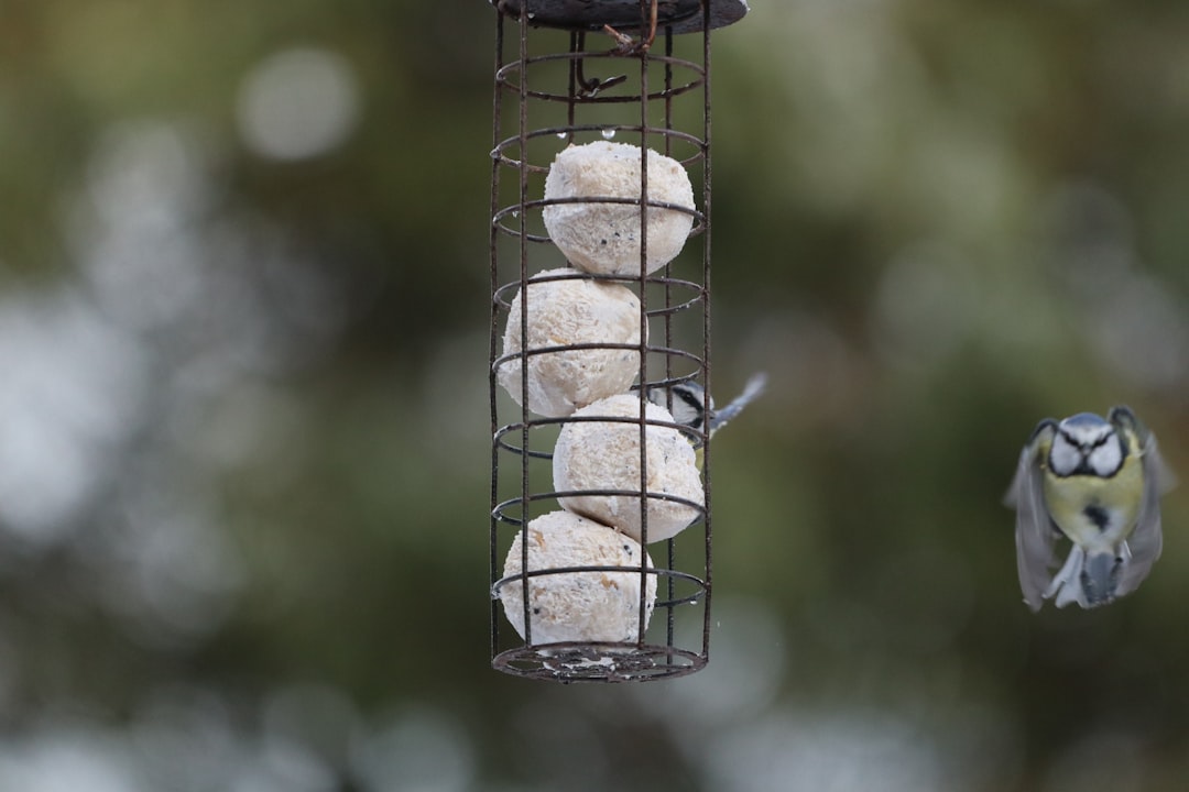 Peanut Feeder With Wire Mesh Holding Whole And Chopped Peanuts