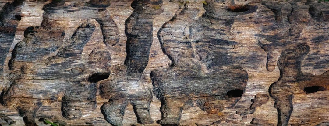 Termite Damaged Wood Furniture