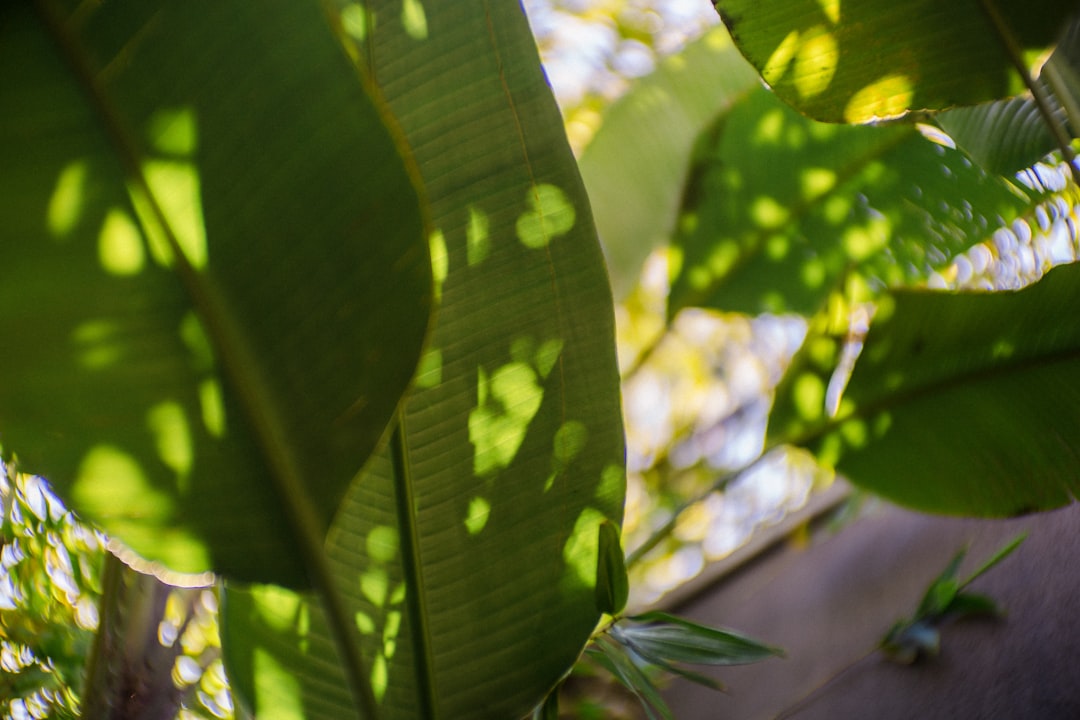 Pale Green Houseplant Leaves Under Bright Sunlight