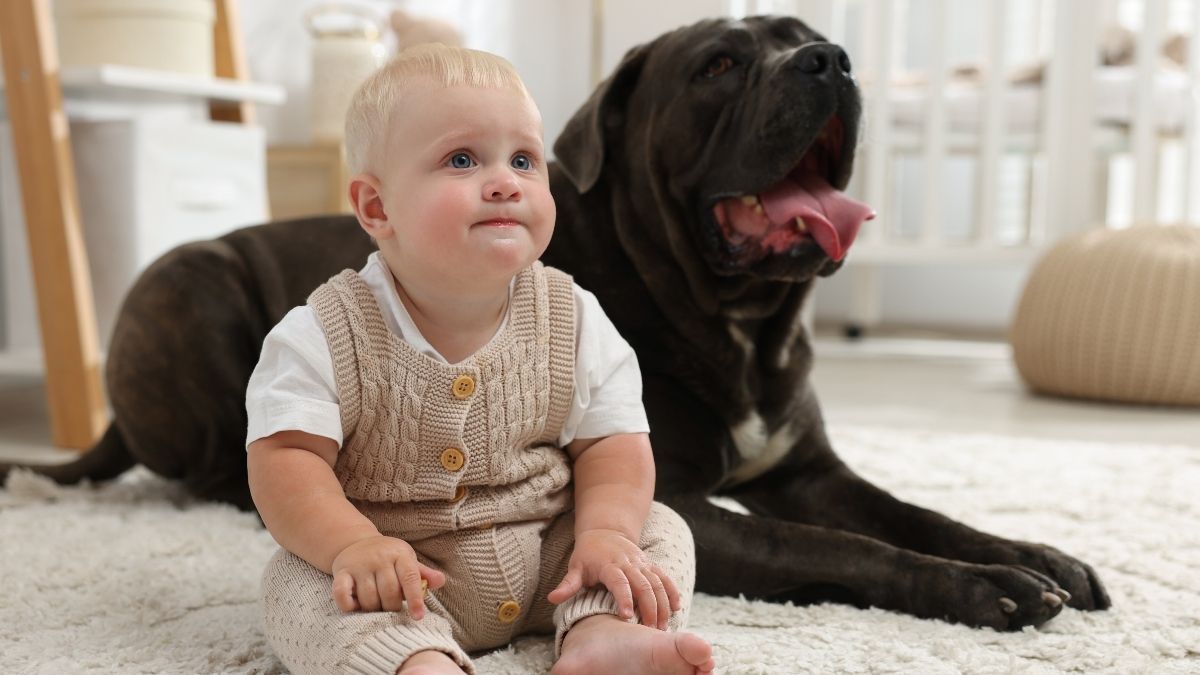 Heartwarming Video Shows Labrador Warming Baby’s Crib and Touching Hearts Everywhere