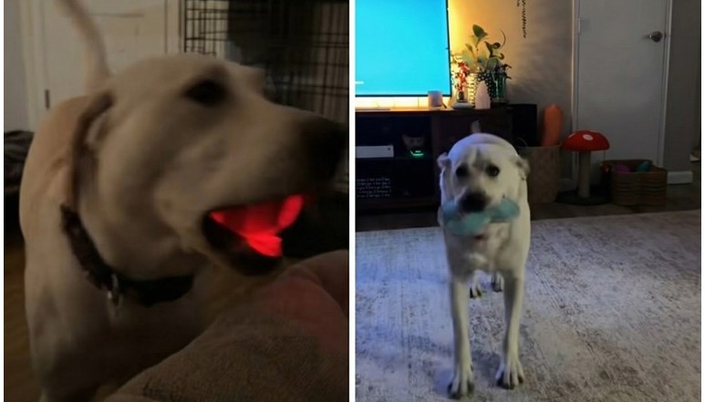 Dancing Labrador Charms The Internet With K-Pop Moves