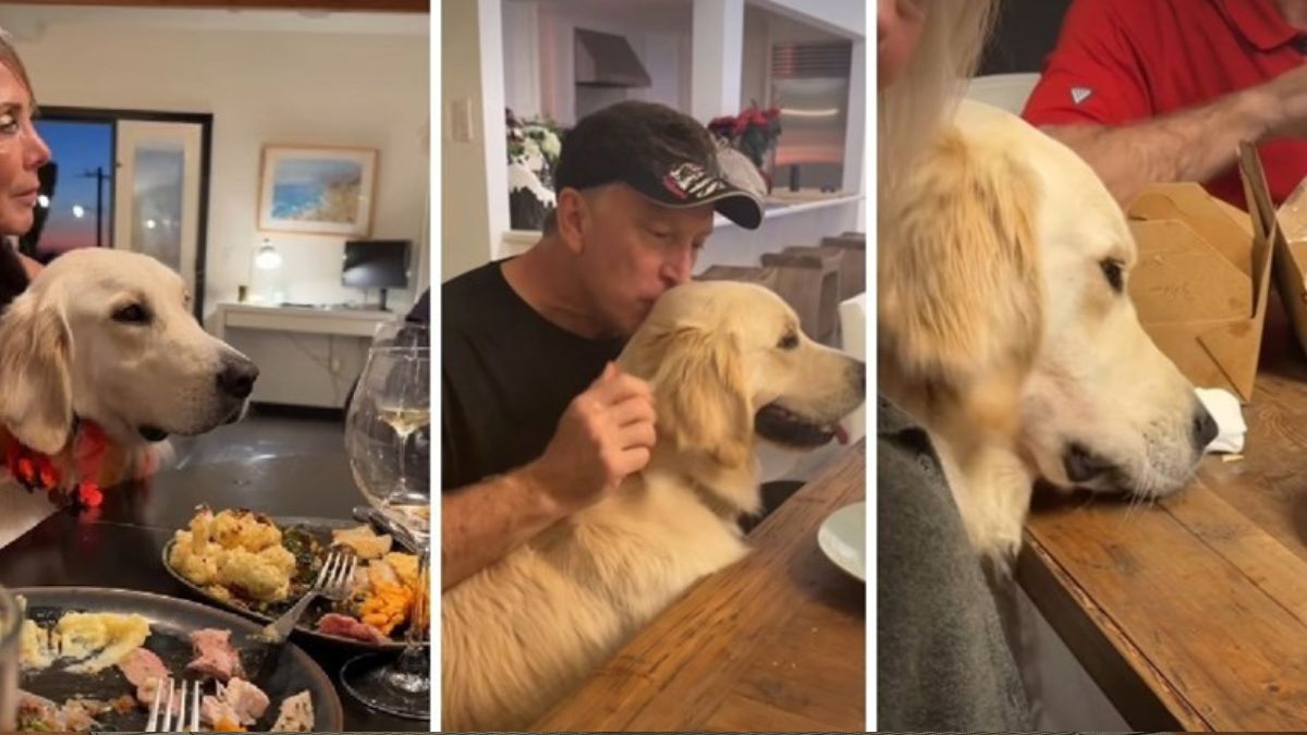 Golden Retriever Waited Patiently Then Snatched Food Off The Table In Sweet Video