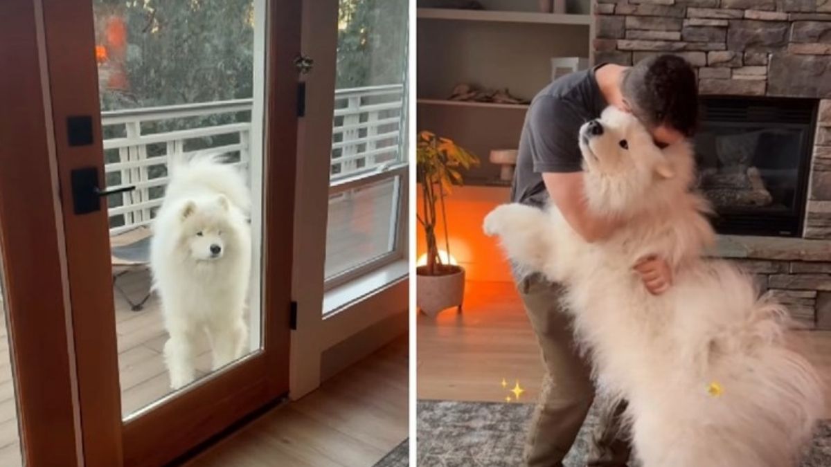 Boomer the Samoyed’s Adorable Morning Routine Is a Hit Online