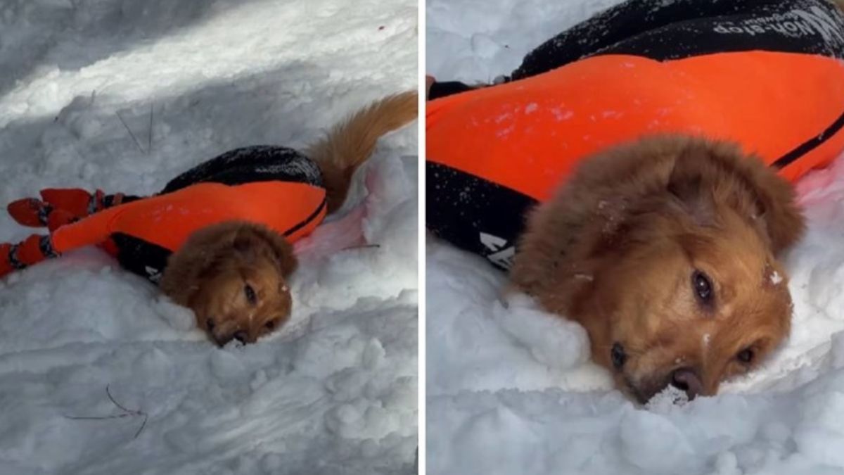 An Exhausted Golden Retriever on a Snowy Hike Has the Internet Laughing