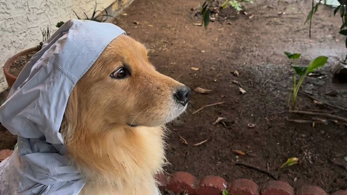 Rain Cancelled a Golden Retriever’s Walk and He Was Not Amused