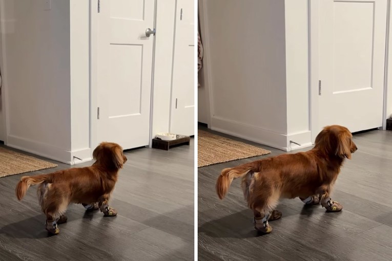 Stubborn Dachshund Refuses to Walk in Snow Boots and the Video Becomes a Hit