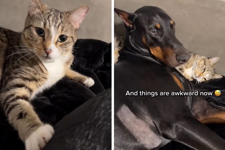 Owner Teaches Kitten to Pet Doberman, Dog’s Reaction Delights Everyone