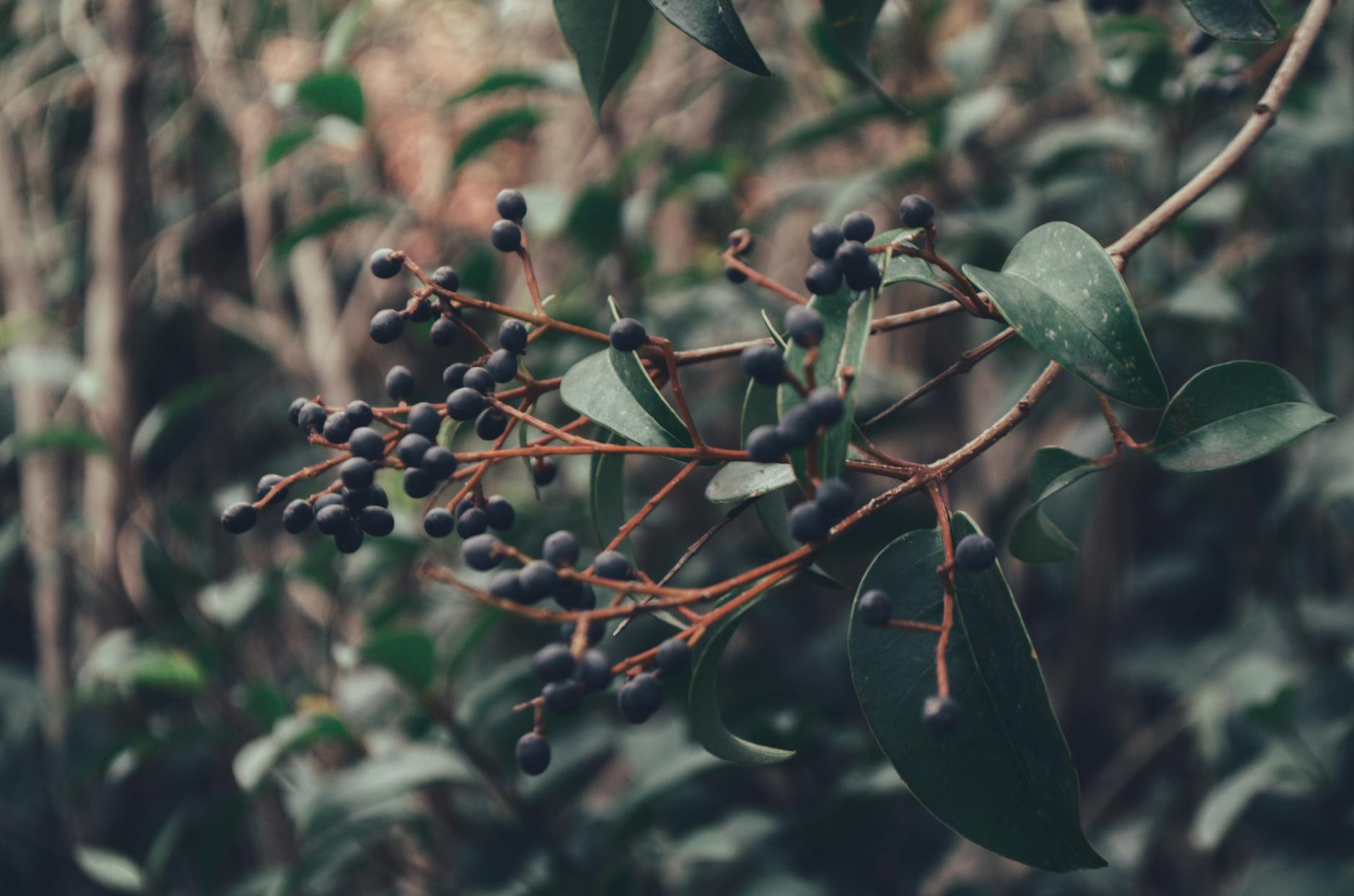 Common Privet Berries Clusters
