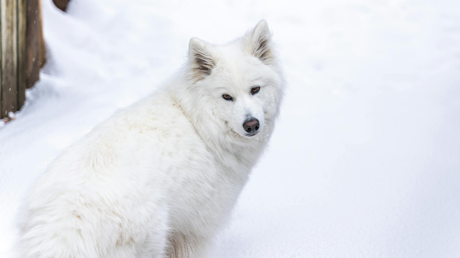 Samoyed Dog With Thick White Coat And Rounded Ears In A Snowy Landscape