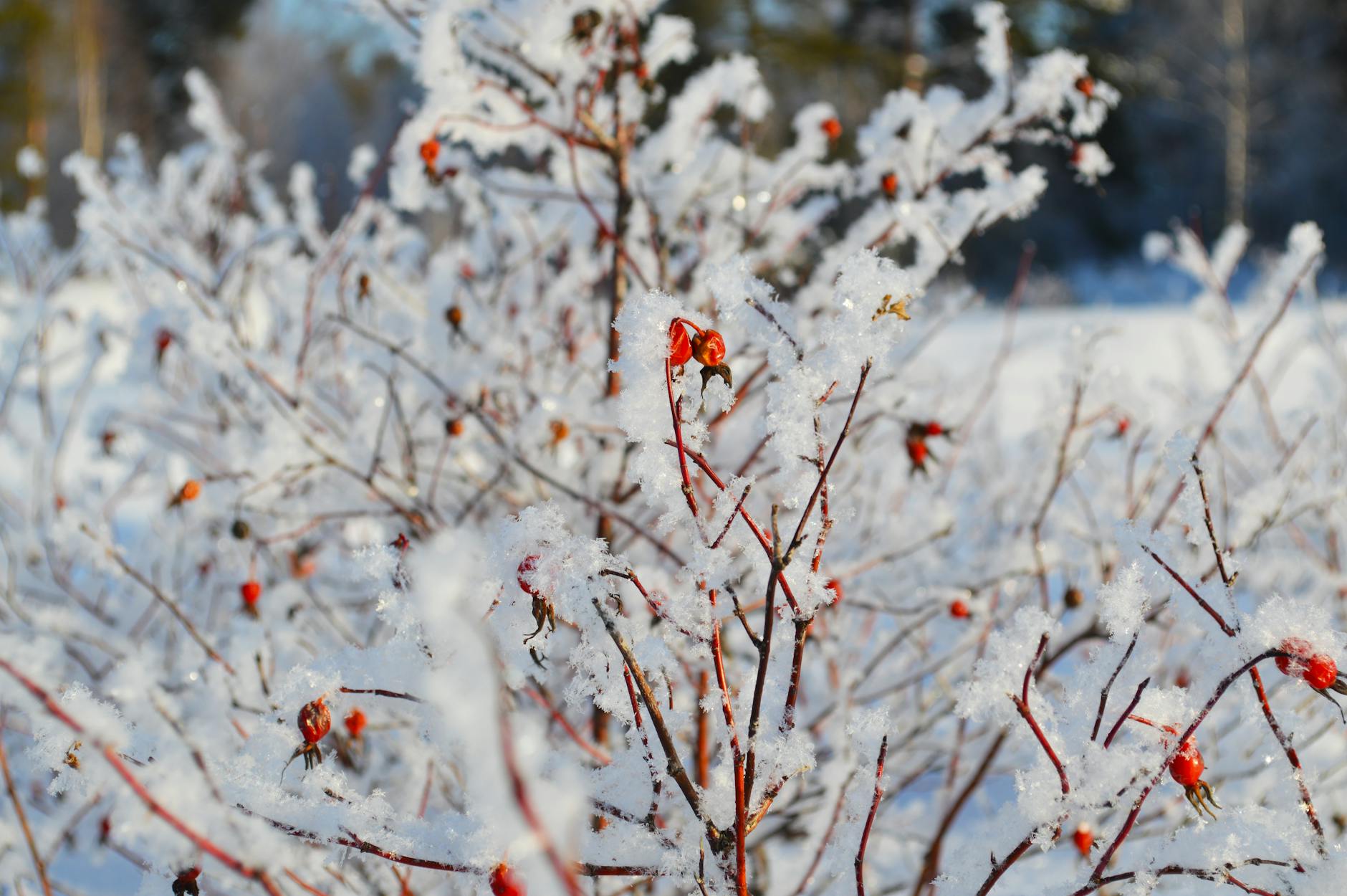 Winterberry Branches With Bright Red Berries Covered In Snow