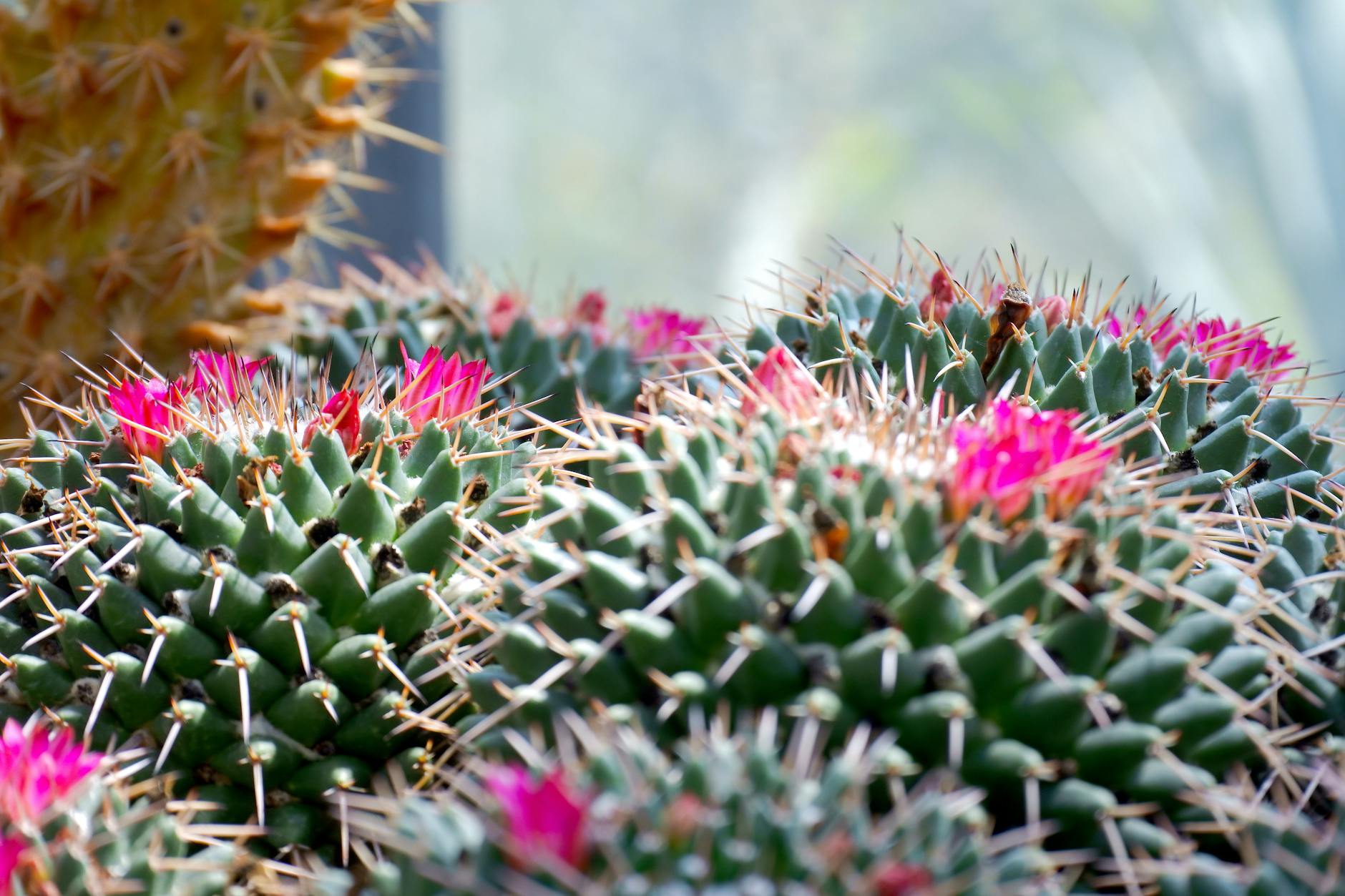 Easter Cactus Flowers