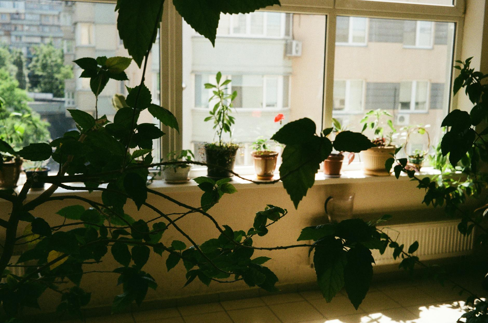 Houseplant Heat Stress Sunny Window