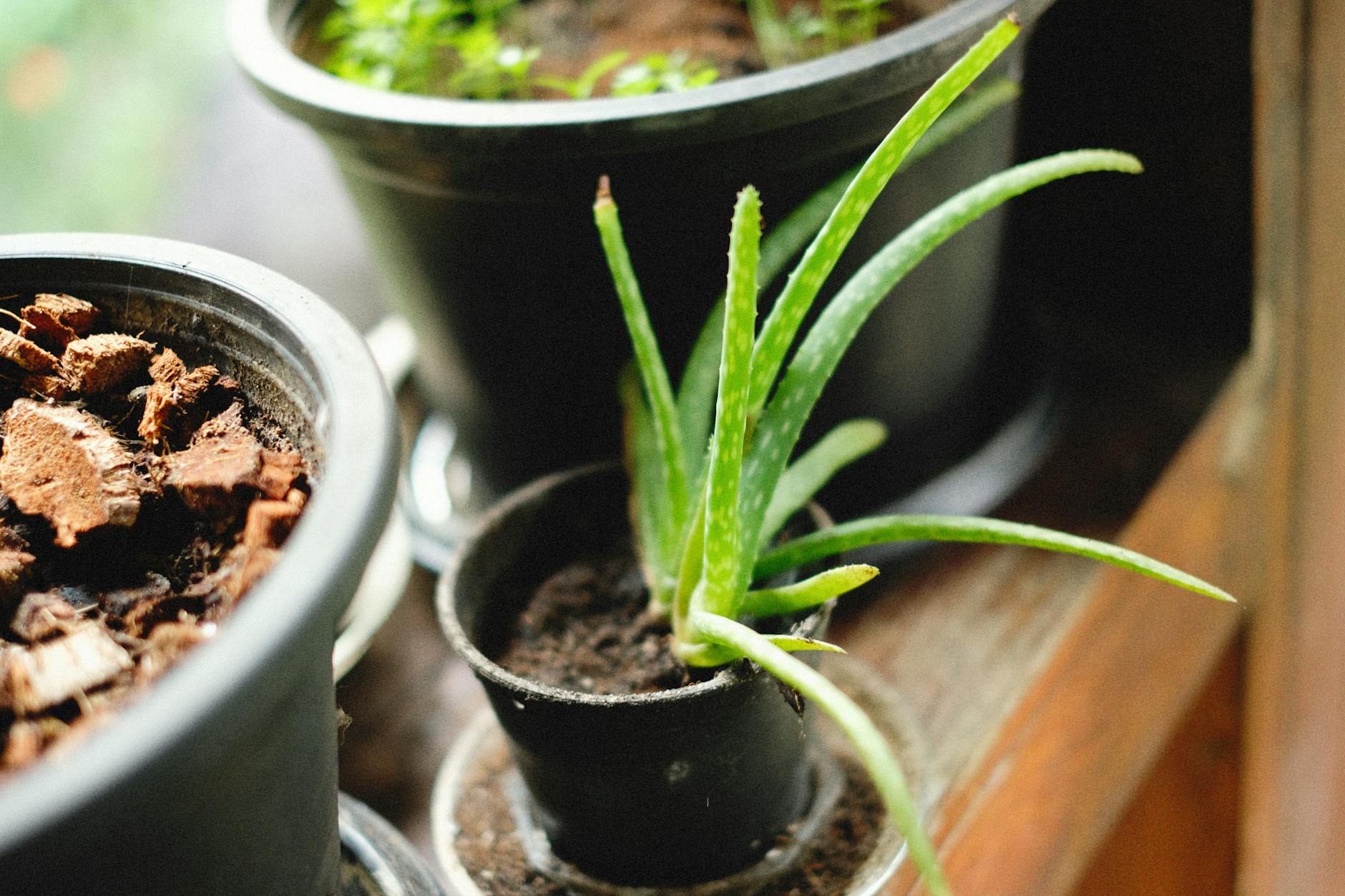 Aloe Vera Plant In A Sunny Windowsill With Drainage Pot
