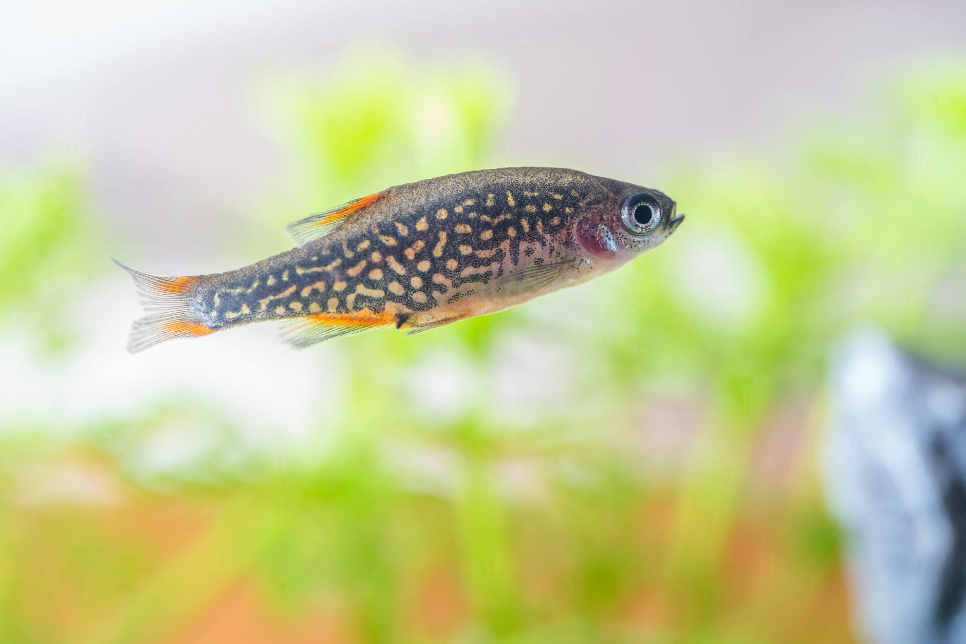 Zebra danio