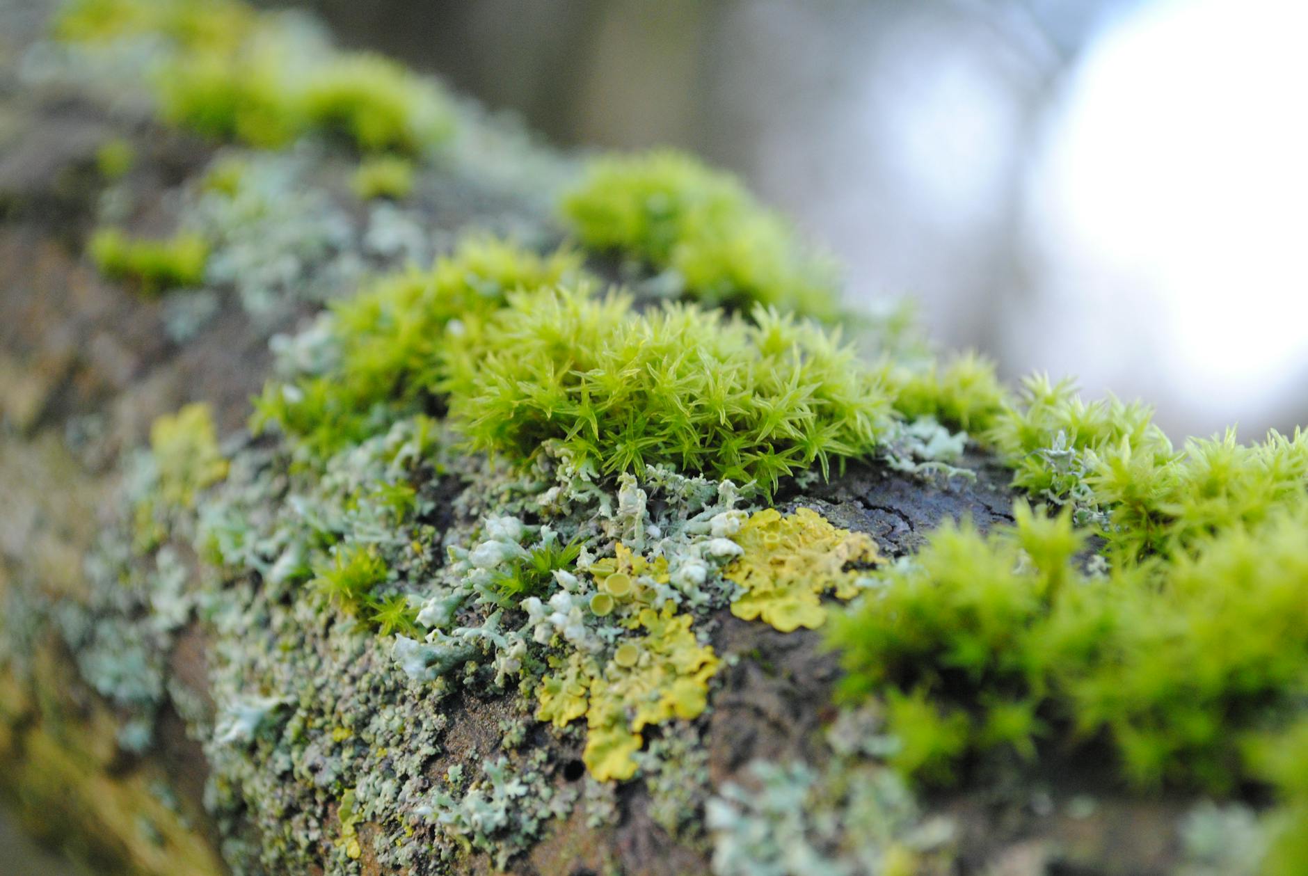 Moss