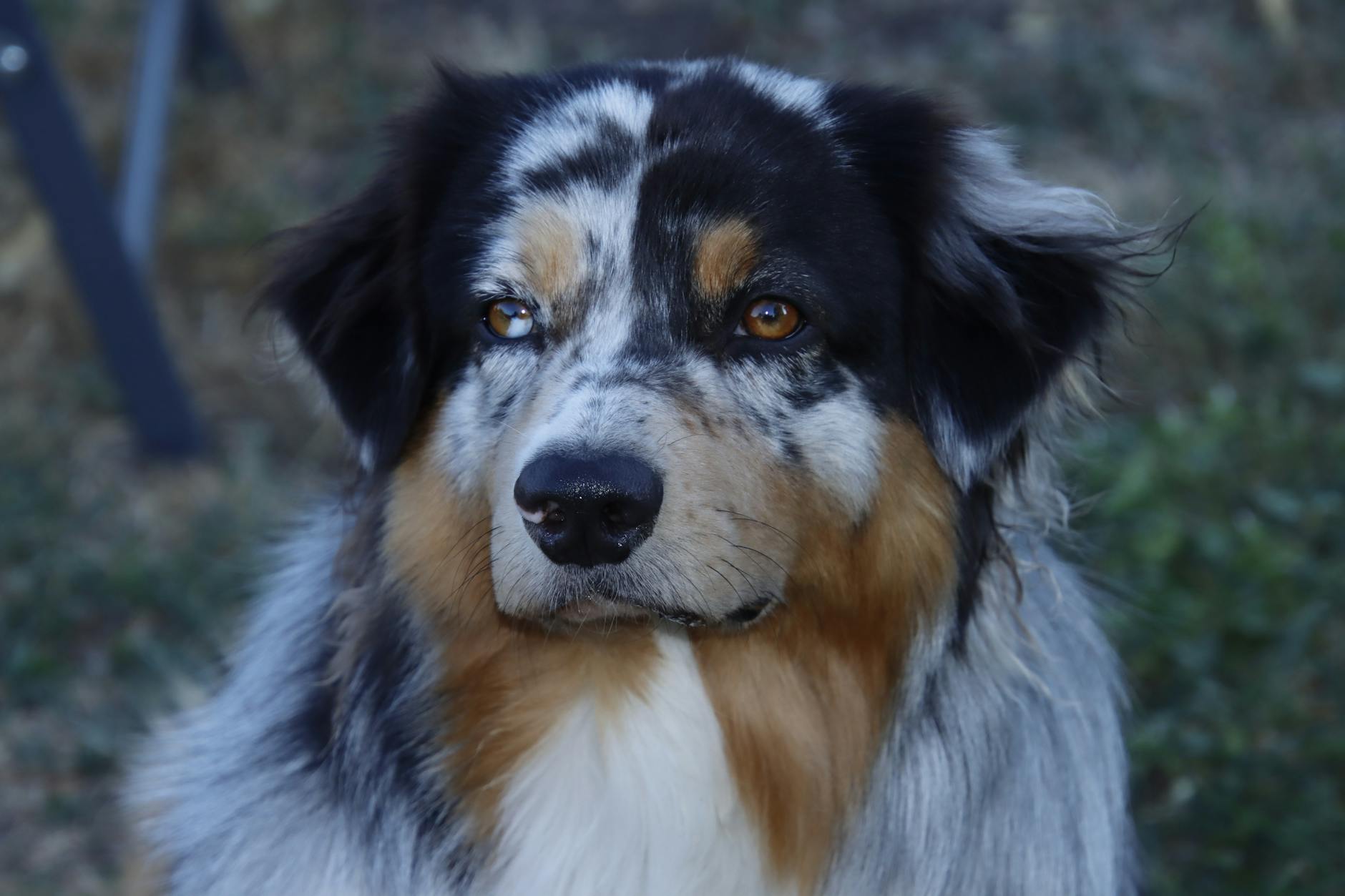 Australian Shepherd With Merle Coat Pattern
