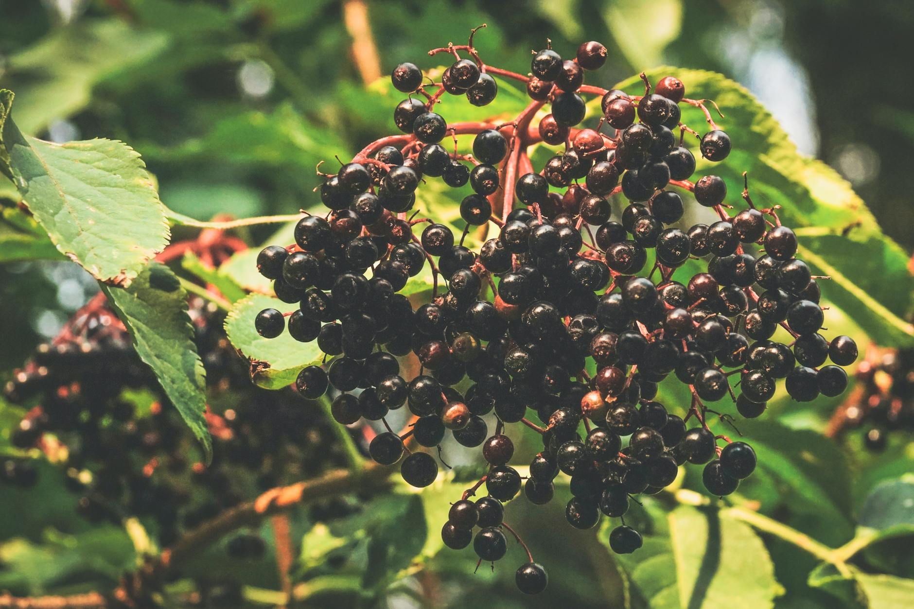 Raw Elderberries On A Branch With Leaves And Stems