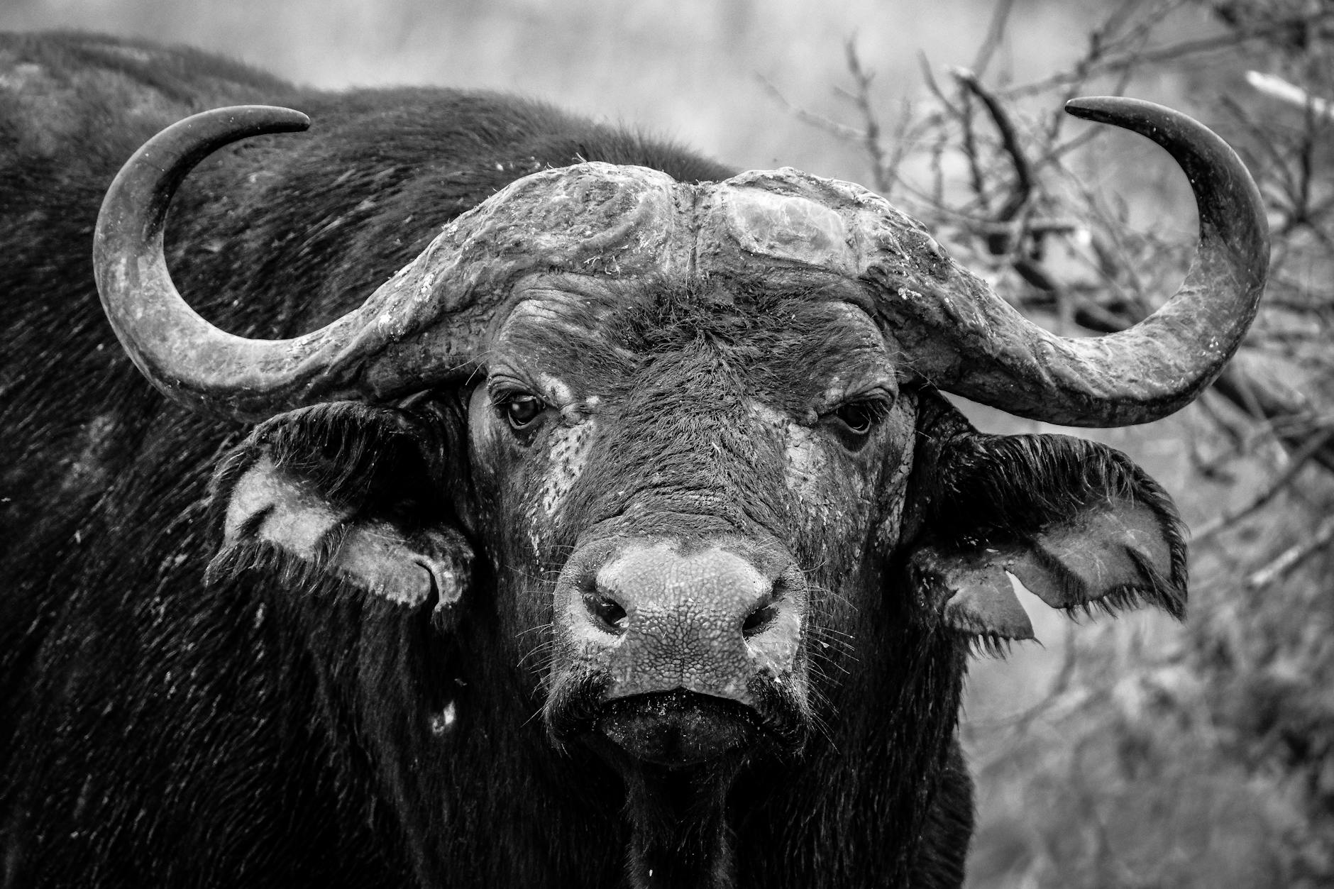 Cape Buffalo In The Wild, Showcasing Its Massive Size And Fused Horns, With A Focus On Its Unpredictable Nature