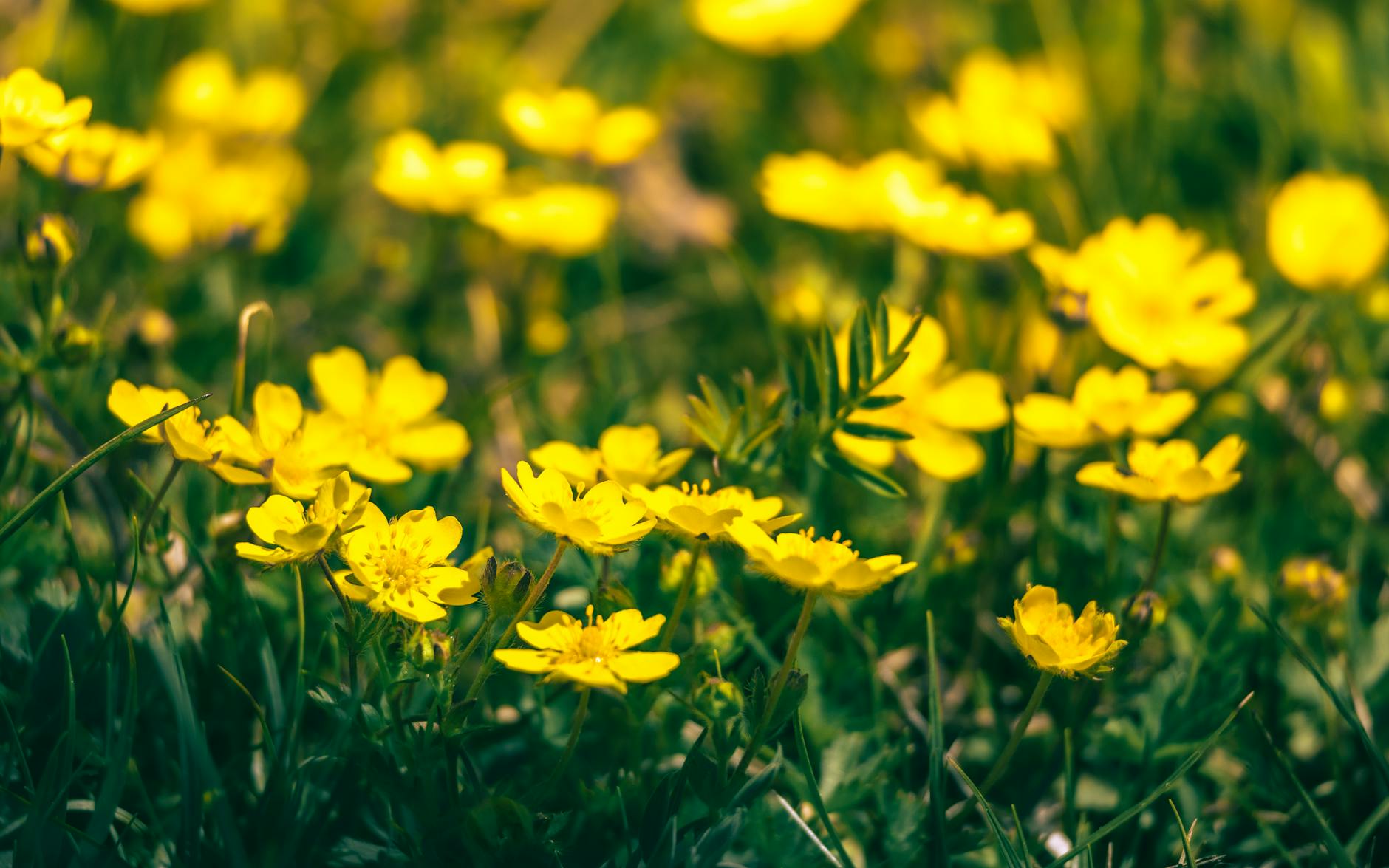 Buttercup Flowers In A Neat Garden Setting