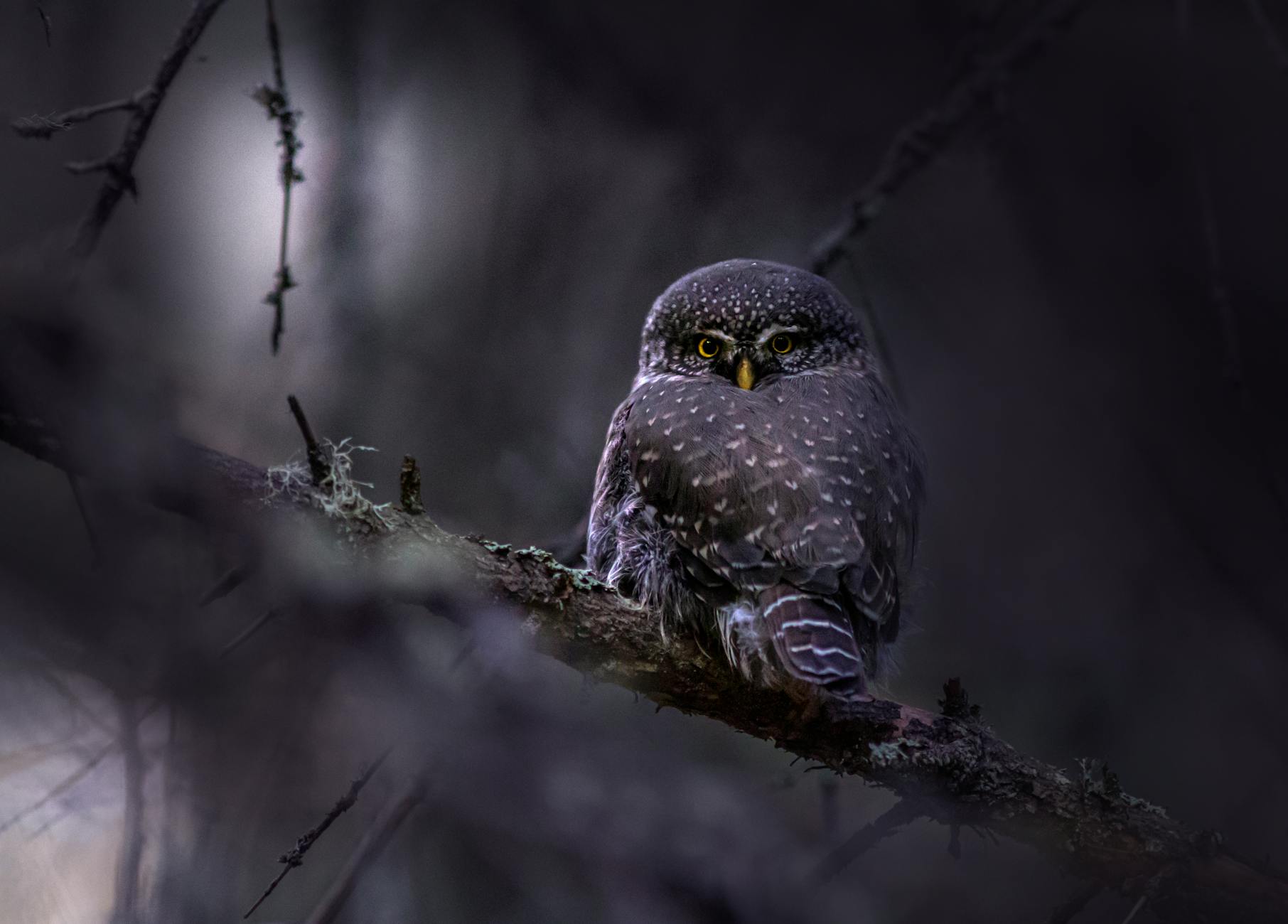 Owl Sitting High In A Tree At Night, Observing The World With A Wise And Detached Perspective