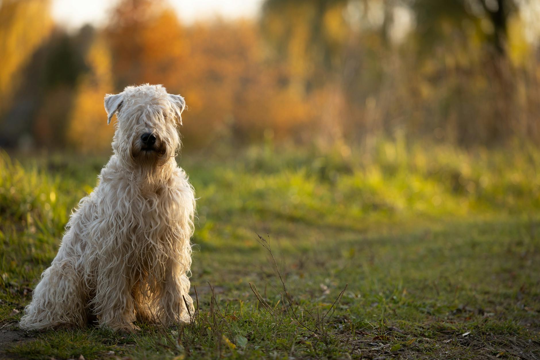 Soft Coated Wheaten Terrier