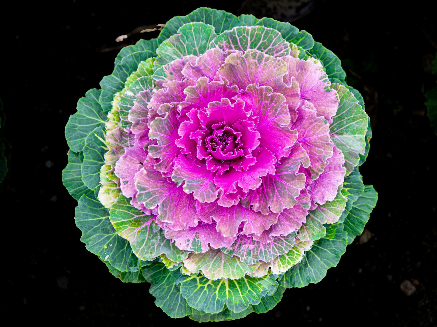 Fresh Vegetable Arrangements With Artichokes, Kale, And Cabbage As Centerpieces