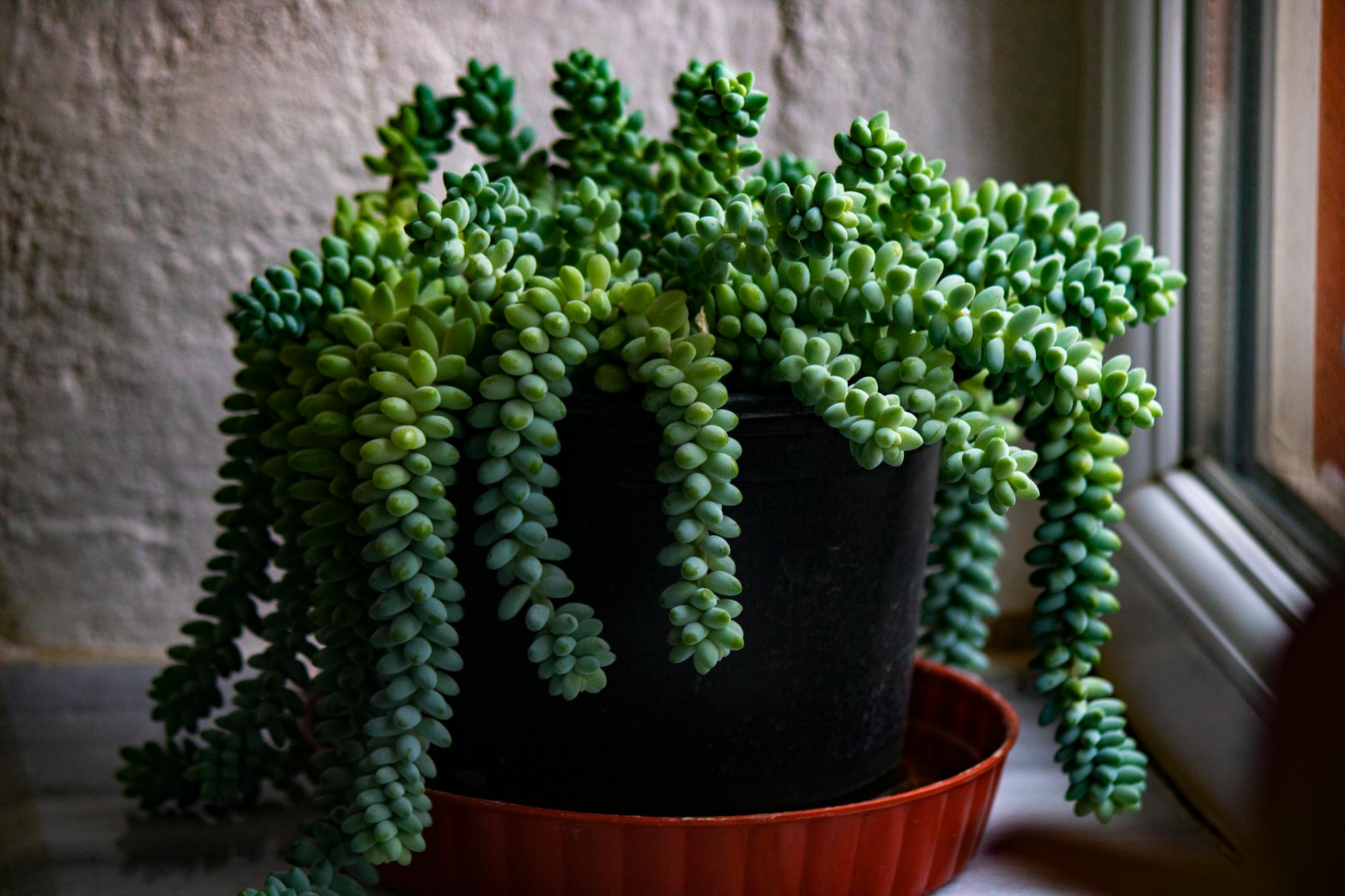 Burros Tail Succulent In A Hanging Basket With Trailing Stems And Blue-green Leaves