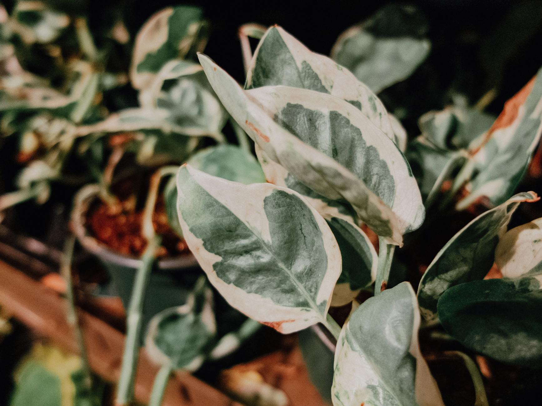 Crispy Leaf Edges With Green Centers On Houseplants