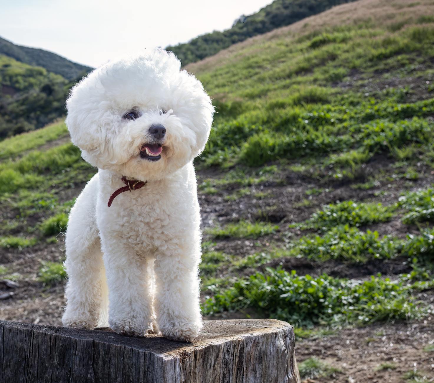 Bichon Frise Dog Cheerful Playful Family