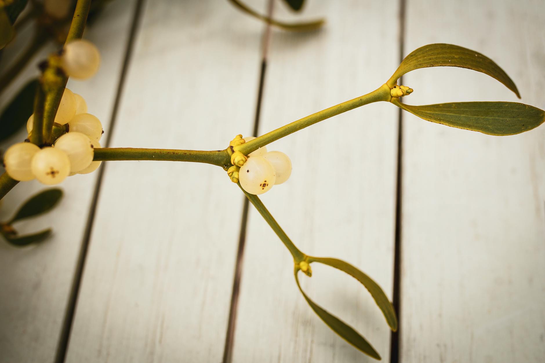 American Mistletoe With White Or Pinkish Berries On Bare Branches Of Oak Trees In Winter