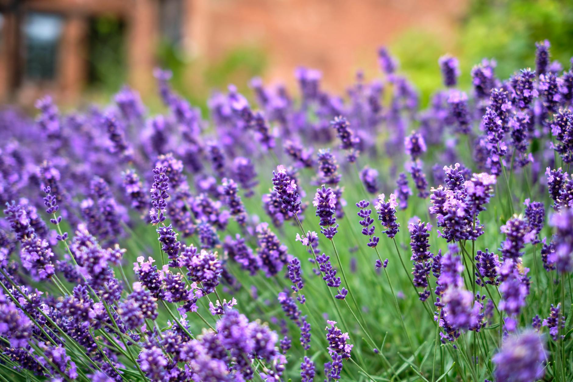 English Lavender
