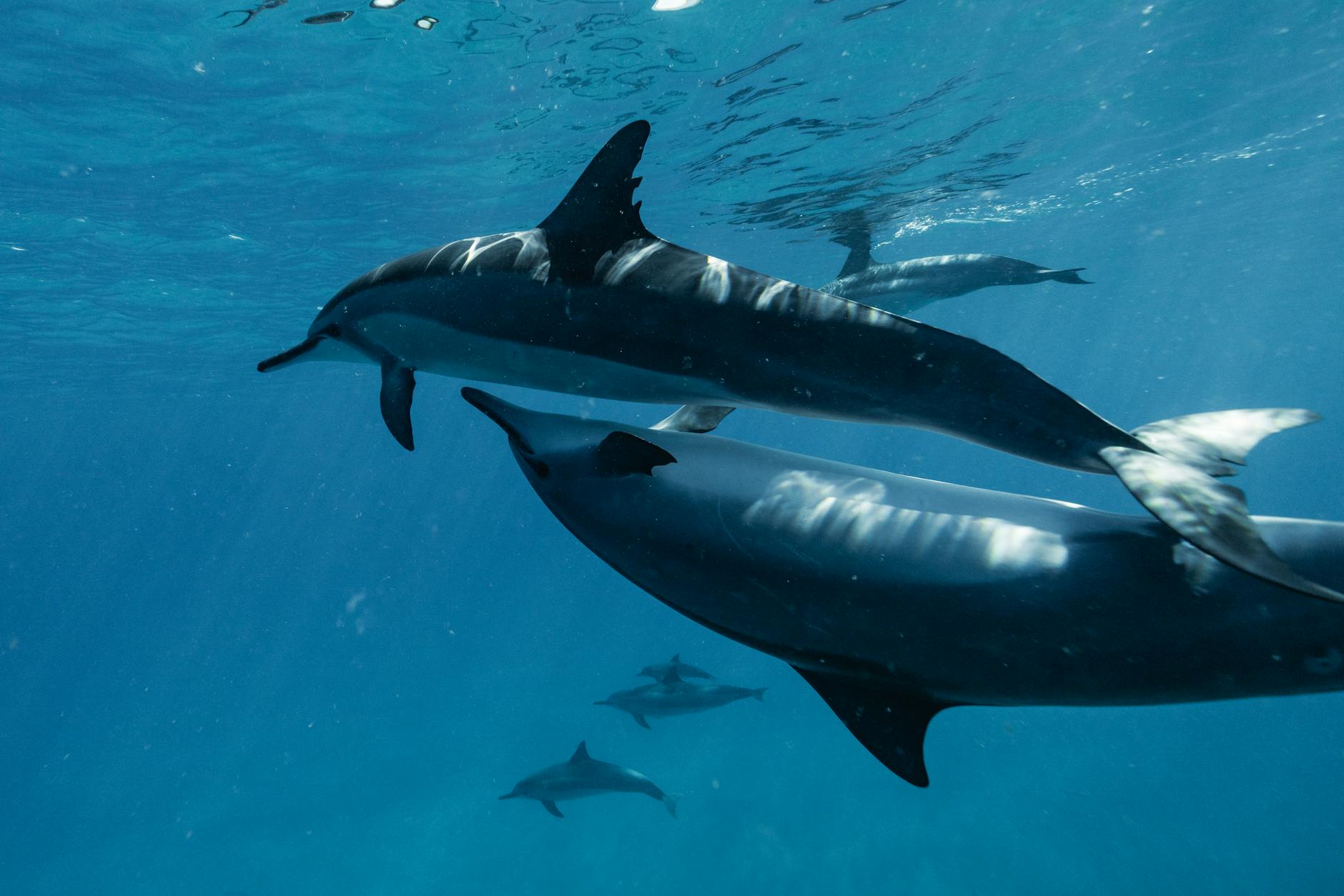 Dolphin Swimming In Clear Blue Water