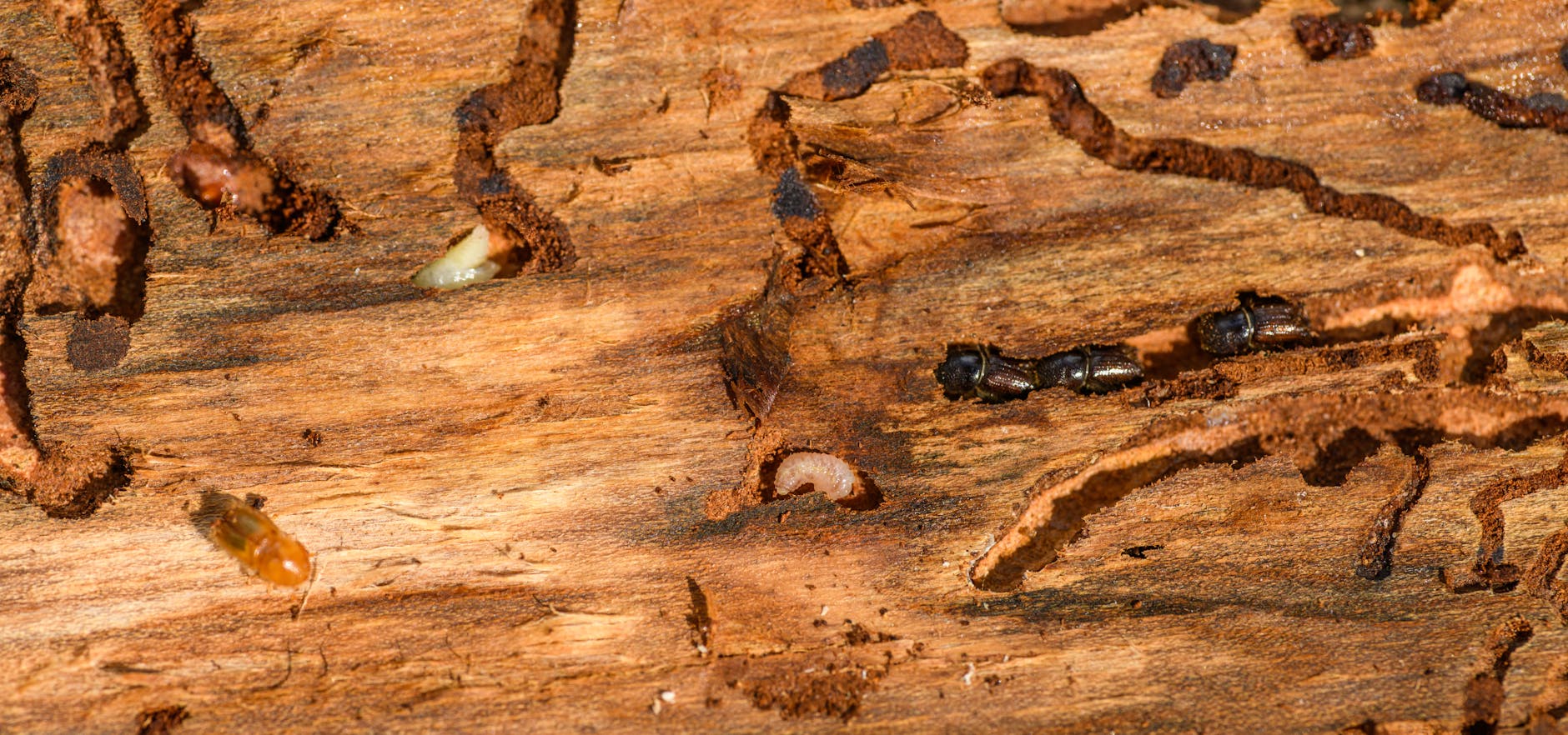 Wood Termite