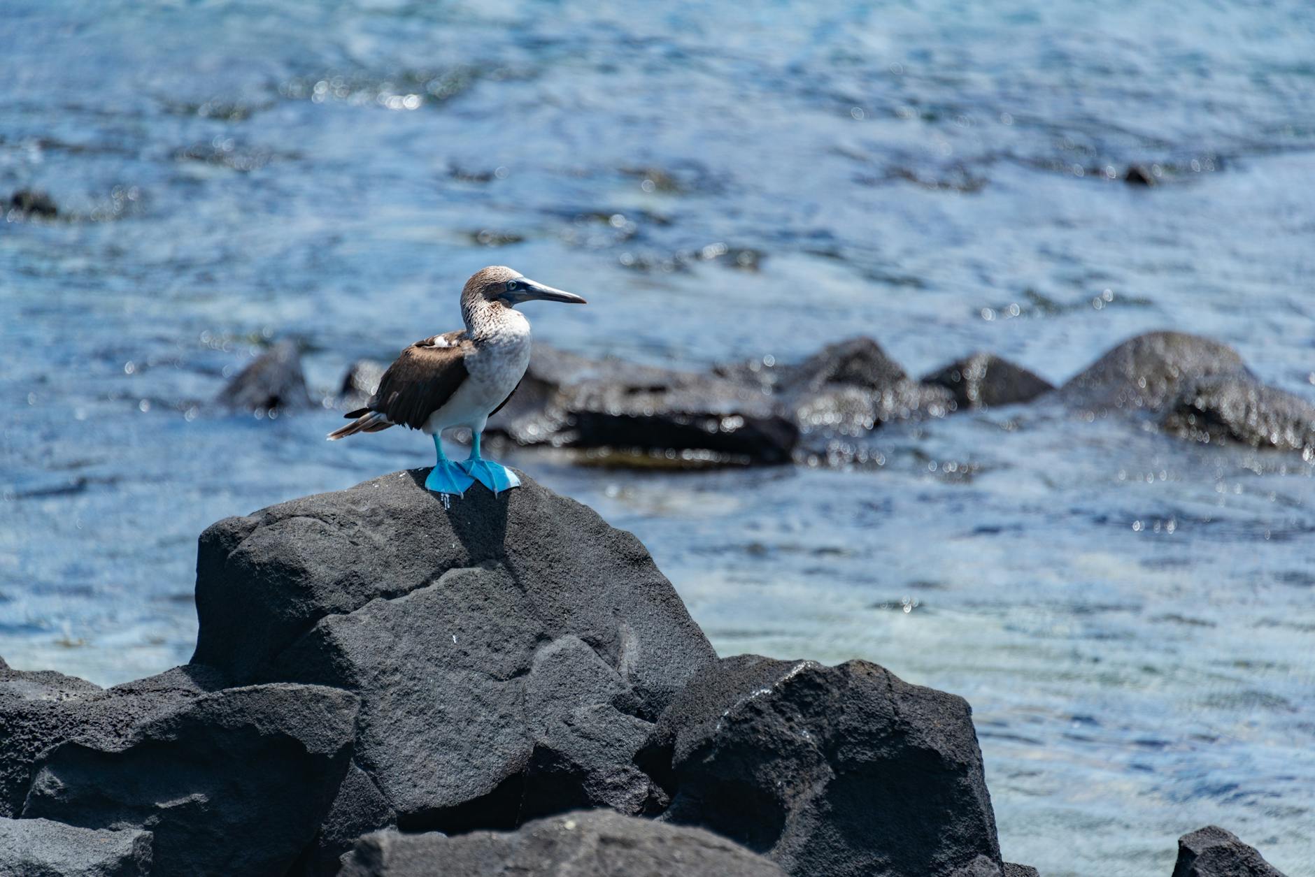 Galapagos Islands Landscape With Volcanic Formations, Marine Iguanas, Blue-footed Boobies, White Sand Beaches, And Highland Forests