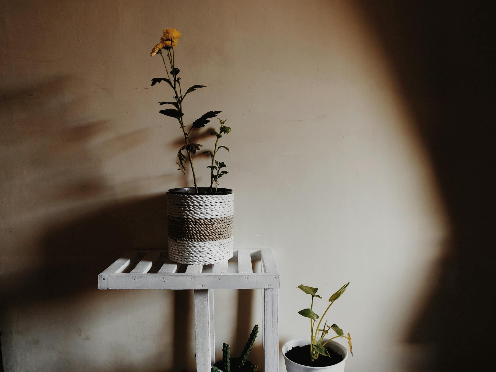 Brown  houseplant leaves
