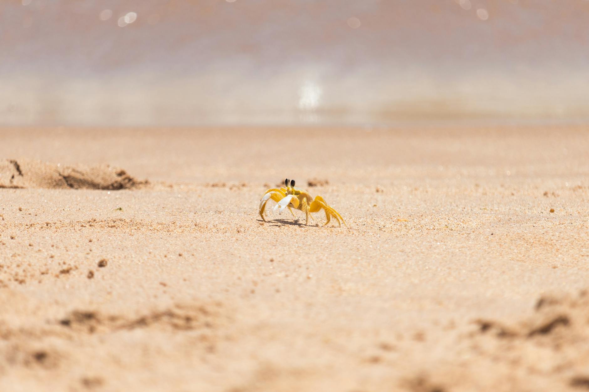 Cancer Crab In Natural Habitat, Showing Protective Behavior And Movement