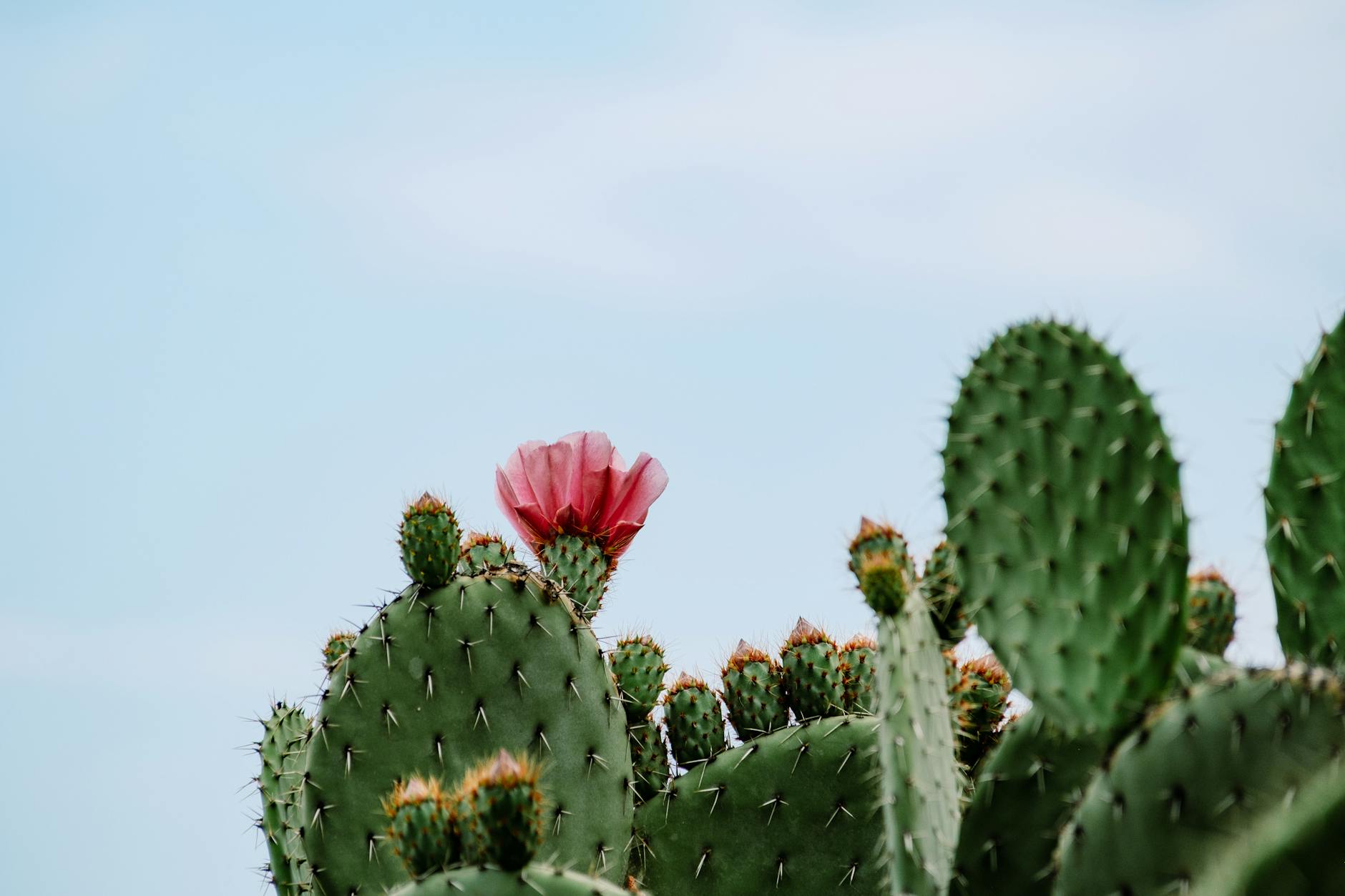 Christmas Cactus Flowers Blooming