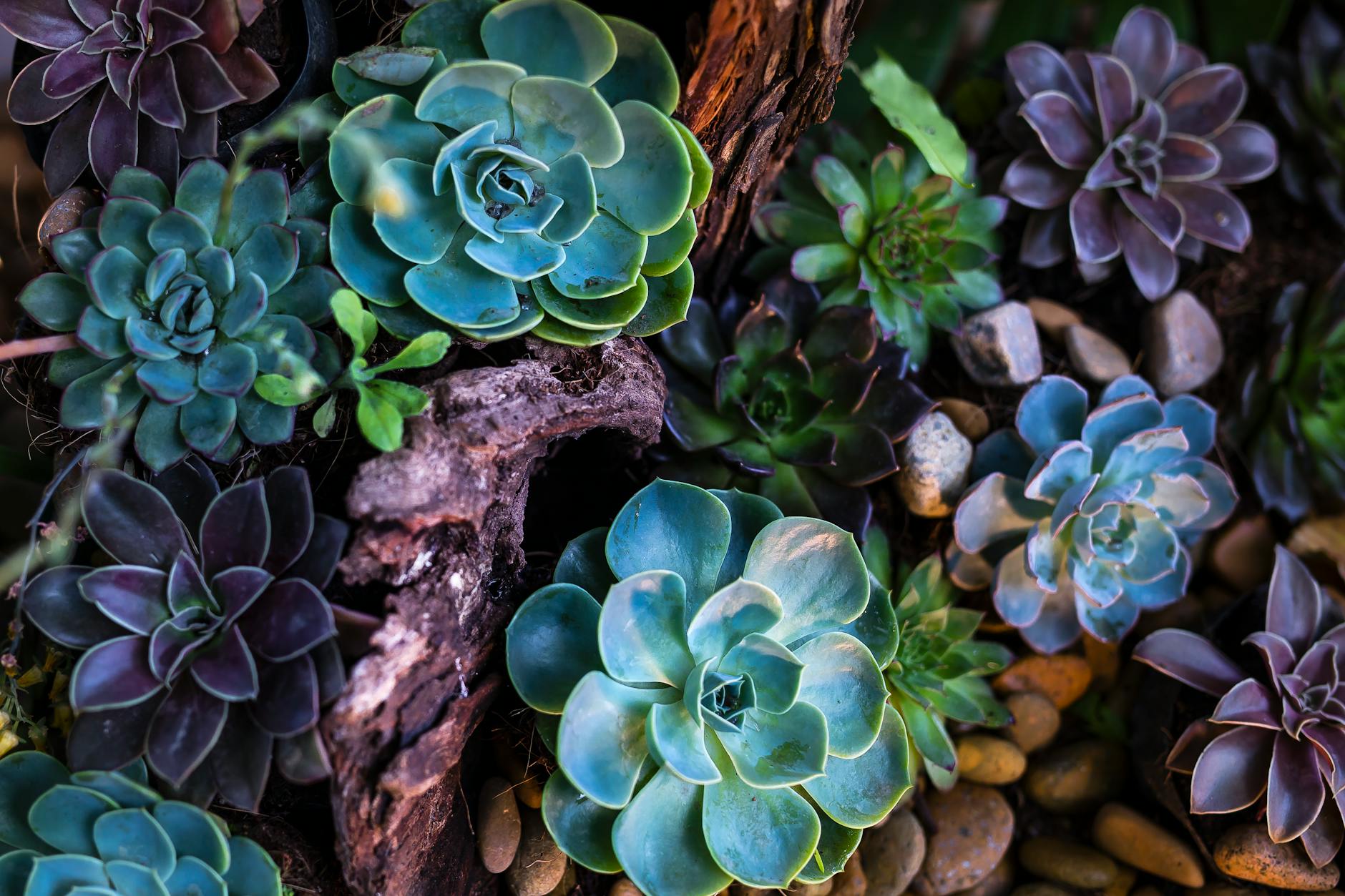 Driftwood With Succulents Arrangement On A Table