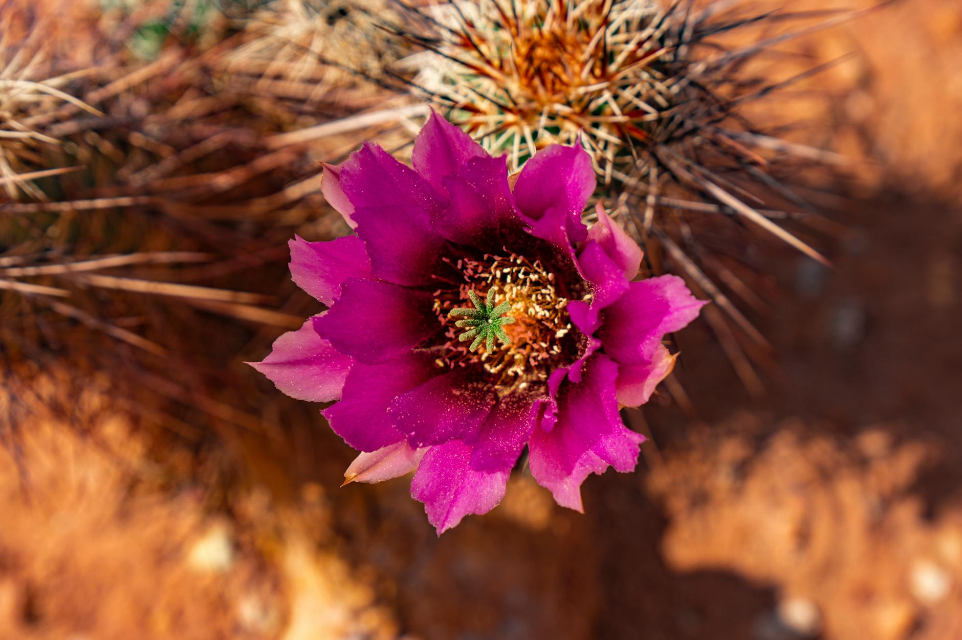 Hedgehog Cactus With Magenta Flowers In Bloom