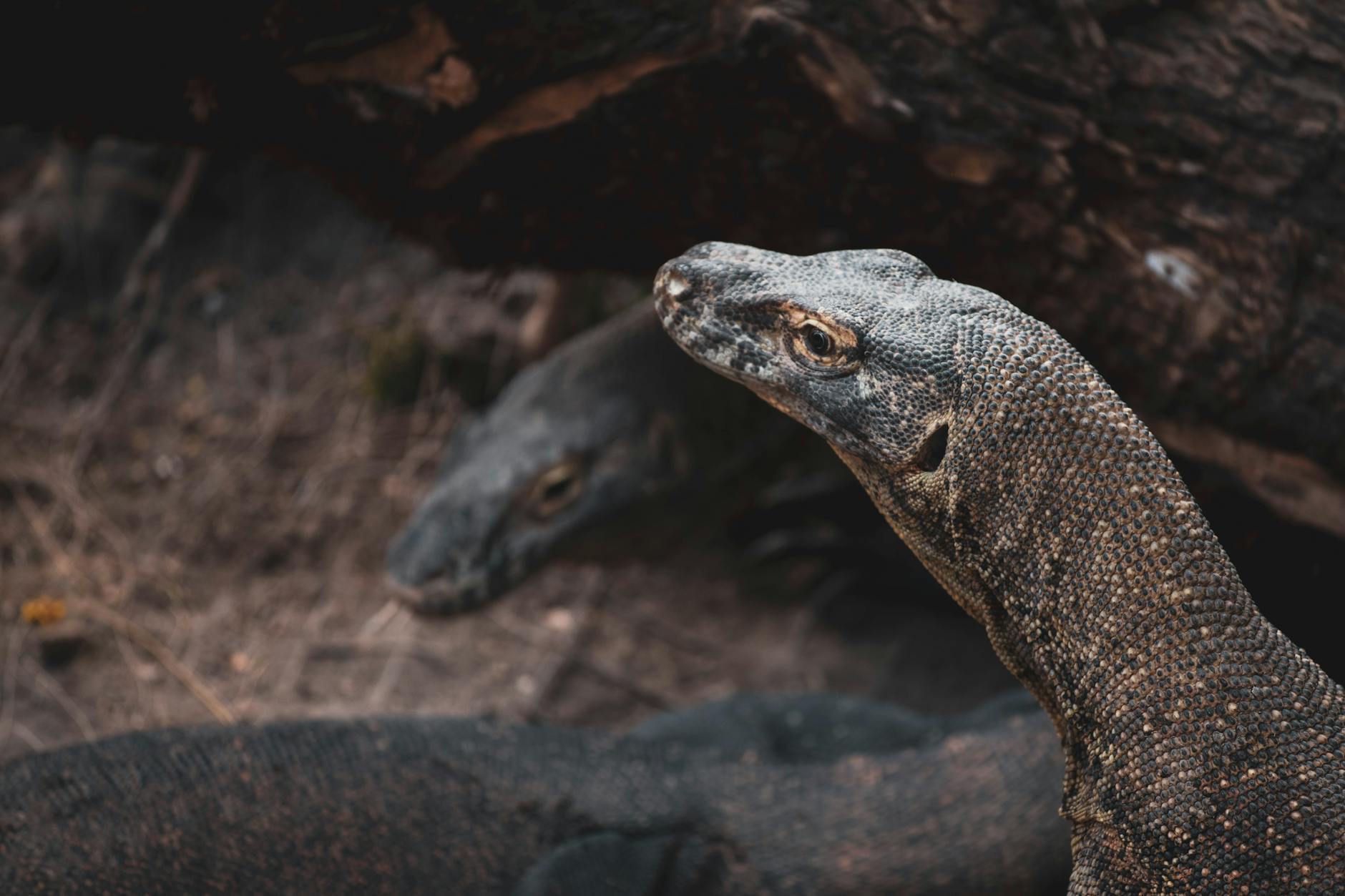 Komodo Dragon