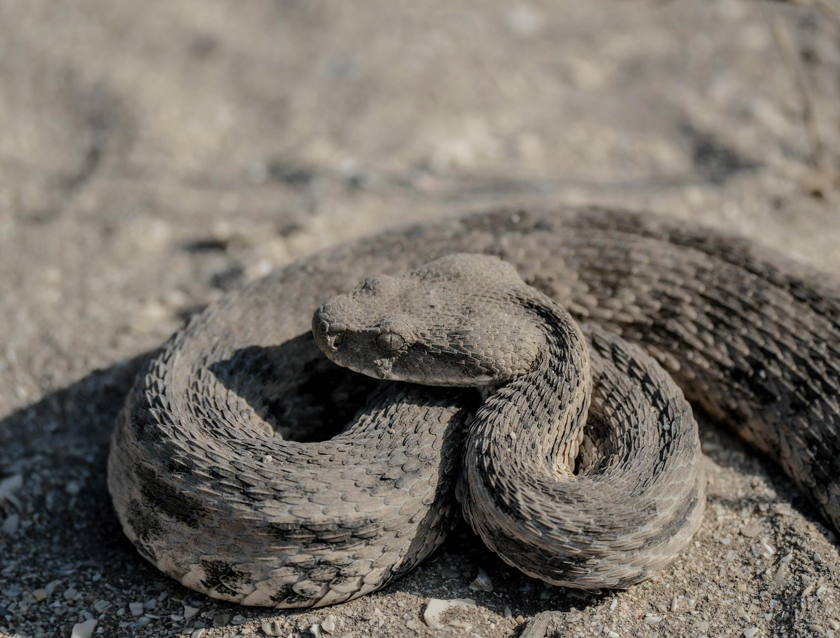 Saw-Scaled Viper Snake