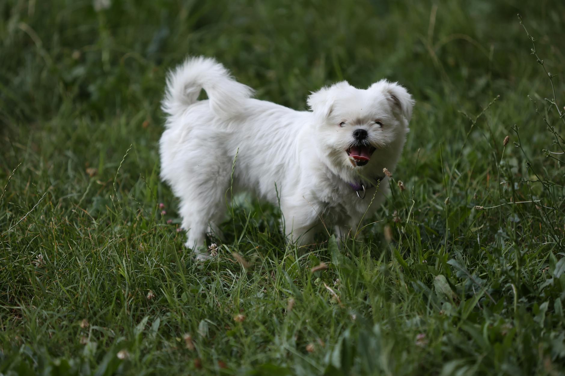 Maltese Dog Breed White Coat Family Pet